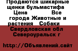 Продаются шикарные щенки бульмастифа › Цена ­ 45 000 - Все города Животные и растения » Собаки   . Свердловская обл.,Североуральск г.